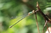 IMG_0722 Chalcolestes viridis